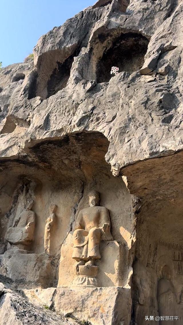龙门石窟一佛窟石缝开出一株野花，景区讲解员：不少石窟都有野花