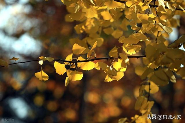 大雪——冬季第三个节气