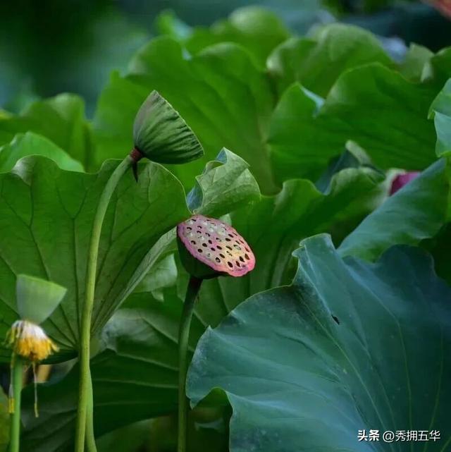 翠湖初秋：荷落莲生，静候十月斑斓