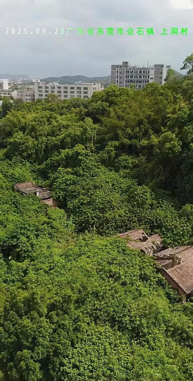东莞有一处无人村，内部杂草丛生，倍感凄凉，让人觉得惋惜