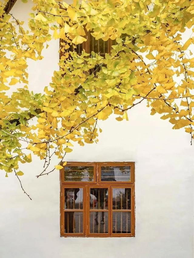 南雄坪田镇赏银杏，时间正好，银杏橙黄