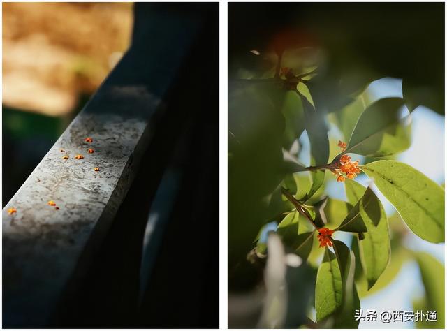 上一个晴天，为你“抢收”了5片金灿灿的桂花