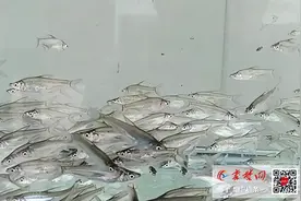 湖北首例！郧阳区成功人工繁育汉江珍贵鱼种“拟尖头鲌”图片