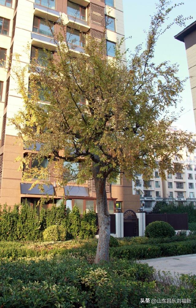 昌盛花园二期西区的冬景(下)