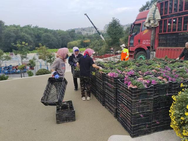 首次引进七彩炫菊！14日就来哈尔滨劳动公园看菊花展吧