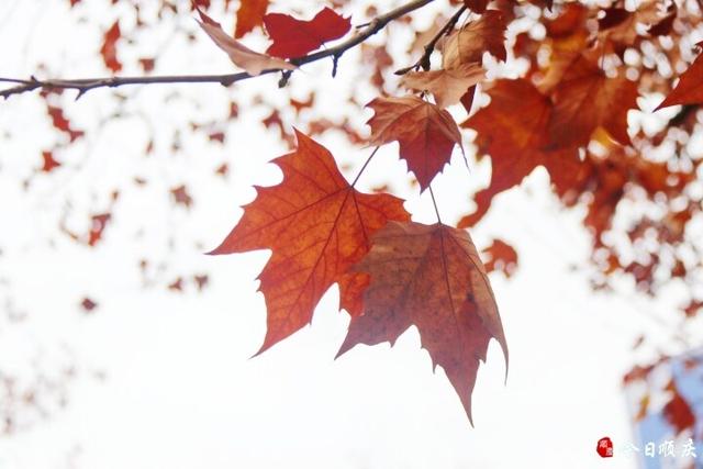 金光满枝！三元路梧桐大道美成油画