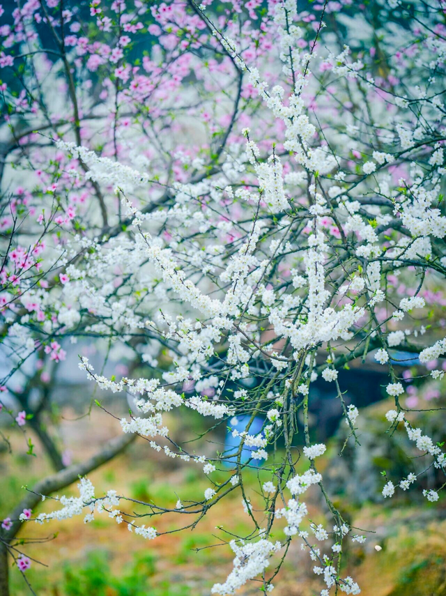 来这拿捏春天！李花、桃花、油菜花拍不完