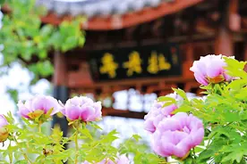 二月廿一“普贤诞”，今年“强金破中和，就怕木不出”，啥意思？图片