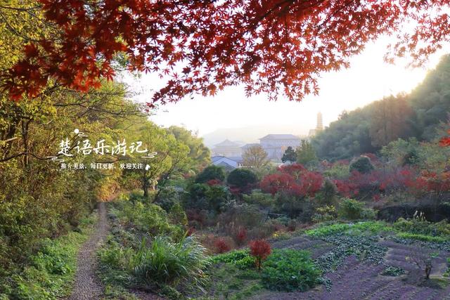 真是绝美！宁波这条山涧古道沿途尽是红枫，与古寺相映堪比诗画