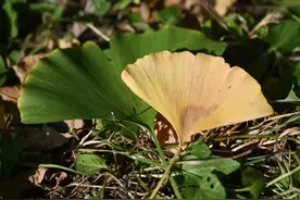 叶片飞舞 真美 果子慎吃 有毒 专家提醒：银杏果要经多道程序炮制才可入药，切莫贪嘴图片