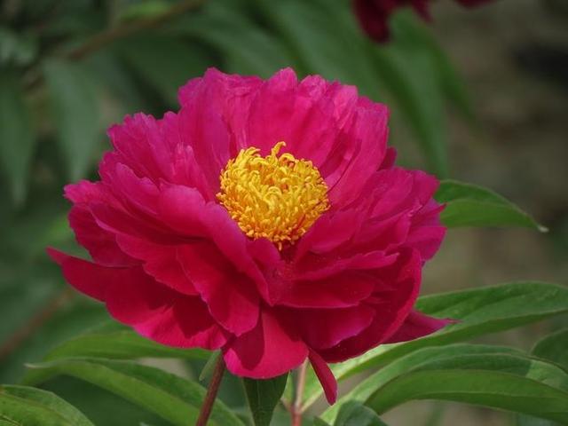 头条爆文《夫妻最好的相处：不是搭伙过日子，而是并肩闯人间》