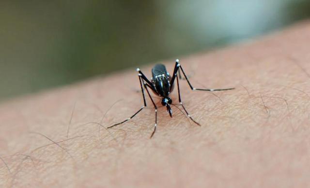 蚊子首次入侵冰岛！最后的堡垒已经陷落？究竟是什么品种？