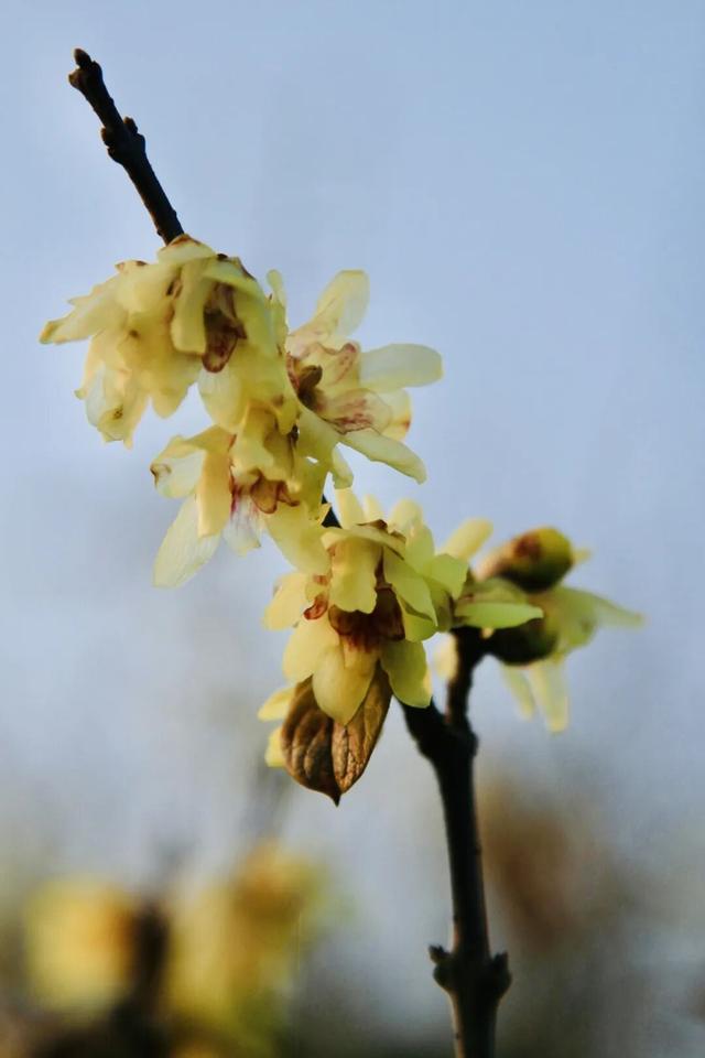 本周开园，这些人可免费！很多武汉市民等了一年——