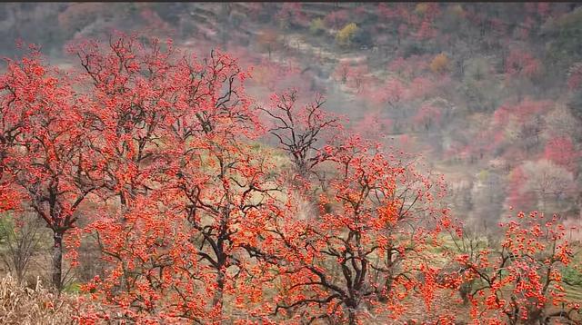 这是我见过最美的柿乡:红灯笼挂满枝头,烟火气暖透心间