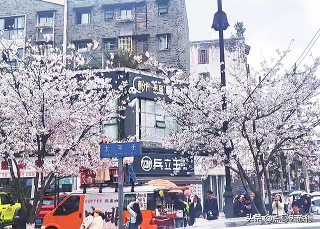 成都都江堰最美樱花开了，粉白绚烂，美得惊心动魄，不要门票！