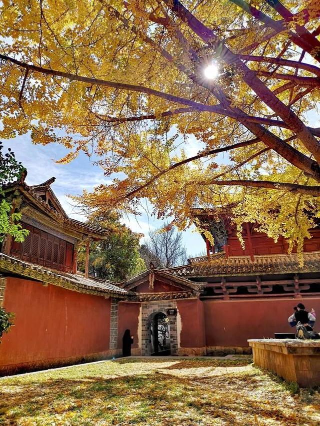 【视界】红墙映金叶!500年古银杏迎最佳观赏期