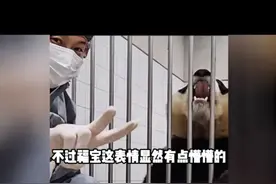 泪目了！宋爷爷最后一次见福宝，福宝也懂了！网友们哭了！图片