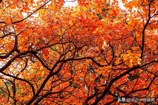 黄栌，被称为“皇帝树”，是它撑起香山红叶的美，秋天的颜值担当