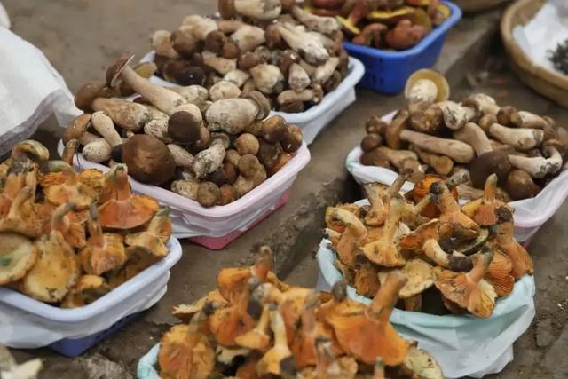 被昆明“惯坏”了:不止避暑,10块抱走一捆花,菌子鲜到吞舌头!