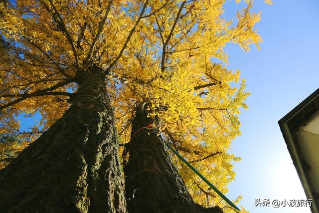 杭州冬日徒步，从古村到茶园，银杏金黄枫树染红，感受山野之乐