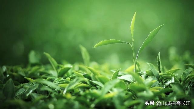 四川自带“荣光”的小城，藏着仅次乐山大佛的第二石刻，你去过吗