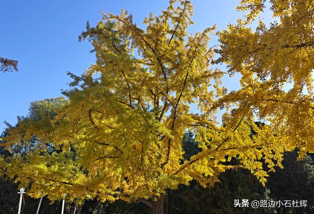 昔日皇家祭坛，今日大众踏秋——地坛秋日赏银杏