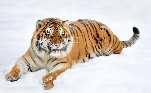 中俄东北虎数量差距断崖：俄罗斯700只，中国的数量令人意外！