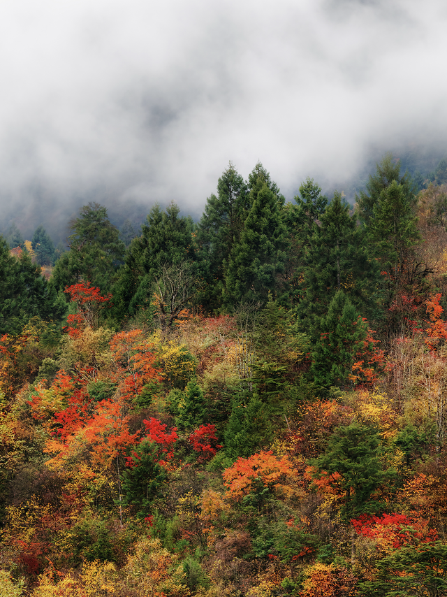 喇叭河红叶巅峰期打卡攻略，彩林秘境+野生萌兽，秋假带娃研学首选！