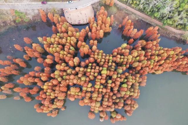 高铁1h！比西安秀美！这座千年古都秋色绝了！高光仅20天！