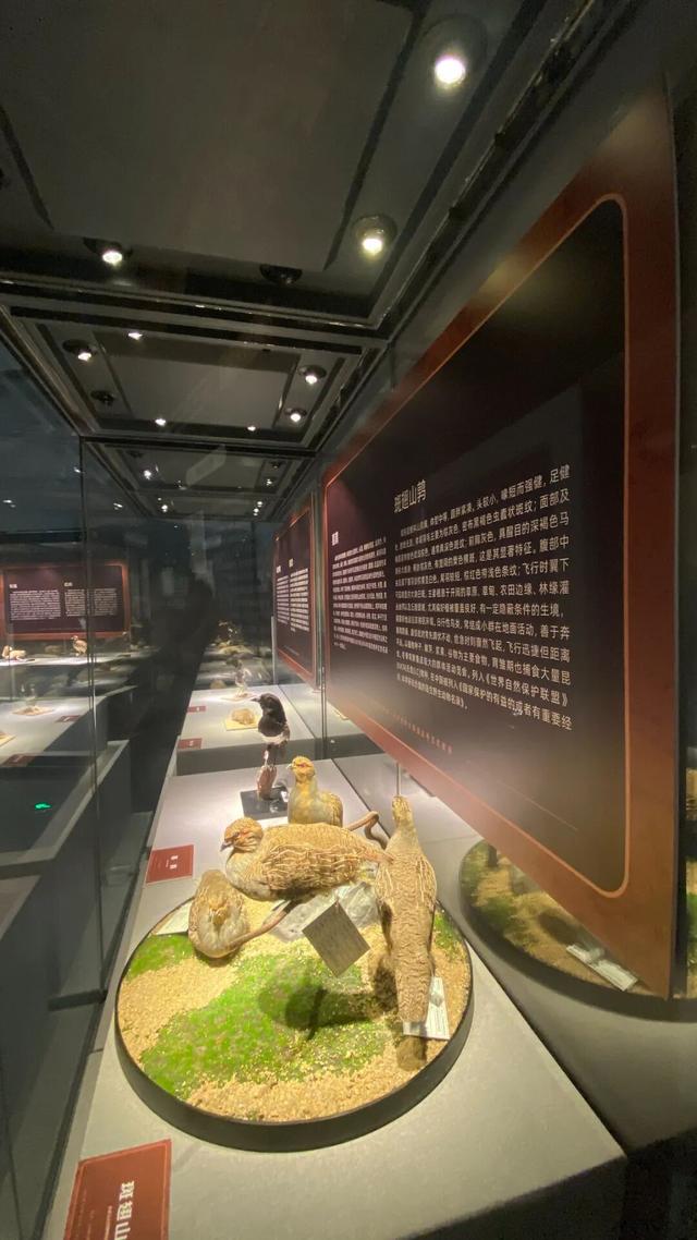 明天，呼和浩特的“宝贝”要去北京“出差”了……