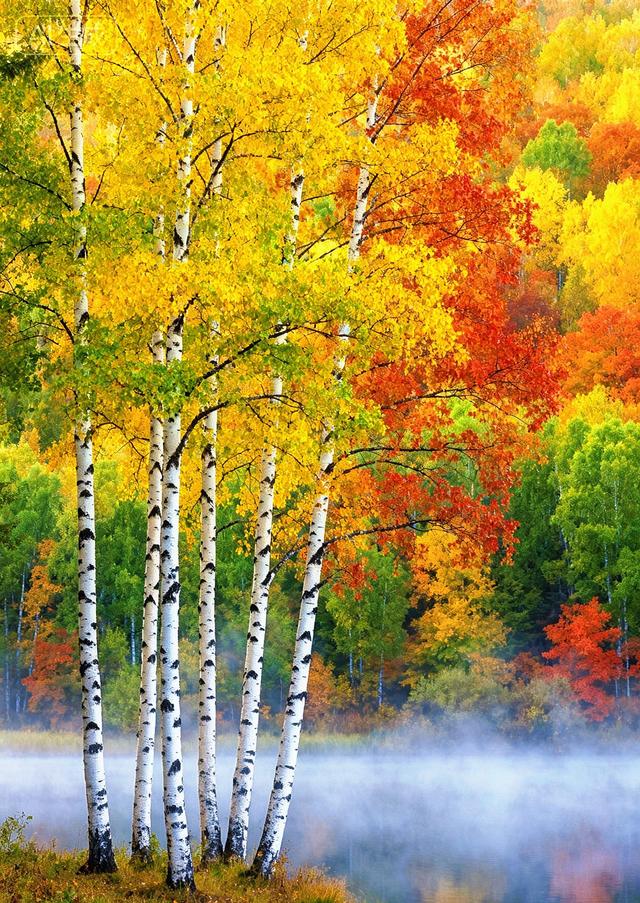 秋雾里的白桦，晕染了半林金红