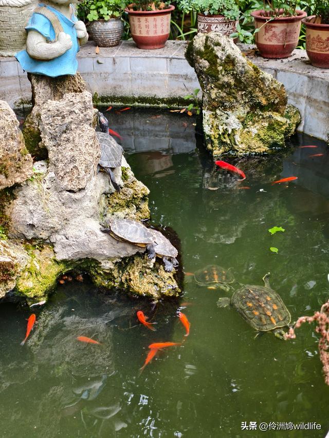 成都徒步（64）·新津篇③观音寺