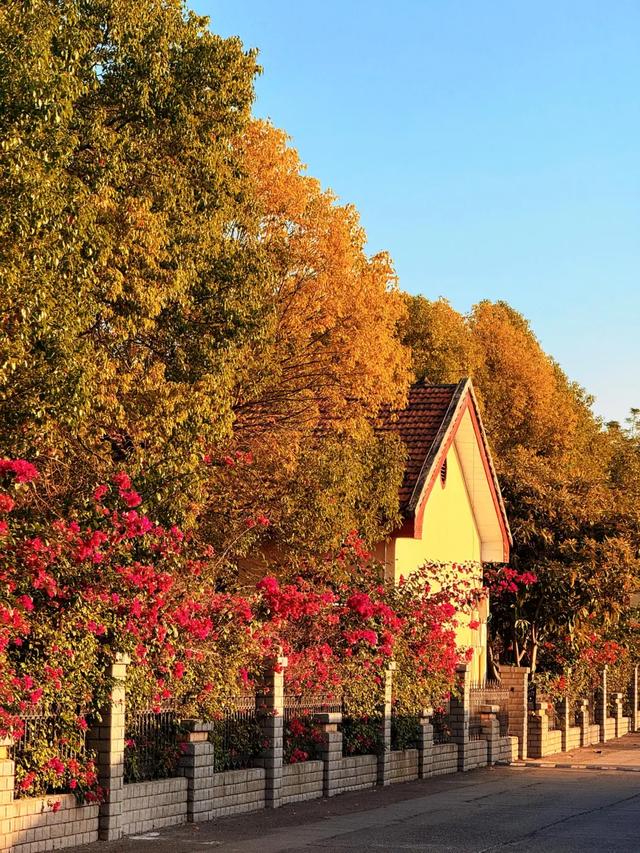 快去拍!柳州的冬天像是倒放的春天