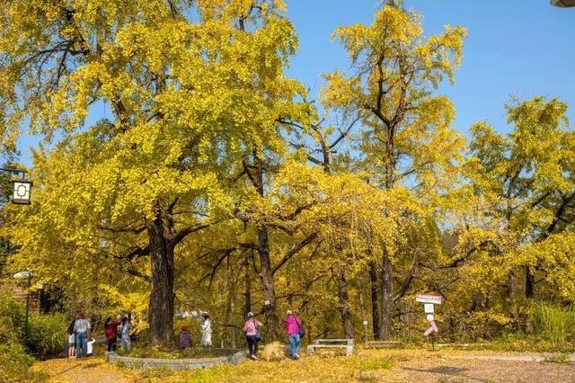 韶关坪田/九峰银杏最佳观赏期到啦！出发，拍满秋天九宫格！