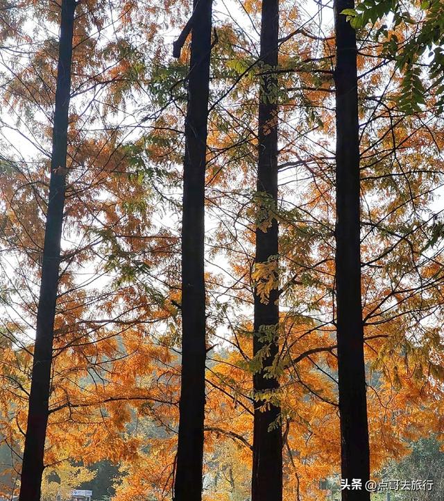成都旅游真厉害，水杉红又被国际“种草”，这5处超级壮观！