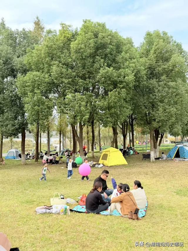 冬日遛娃就去长沙“济州岛”！水杉染红，芦苇摇浪，0元解锁 “橘子海” 日落