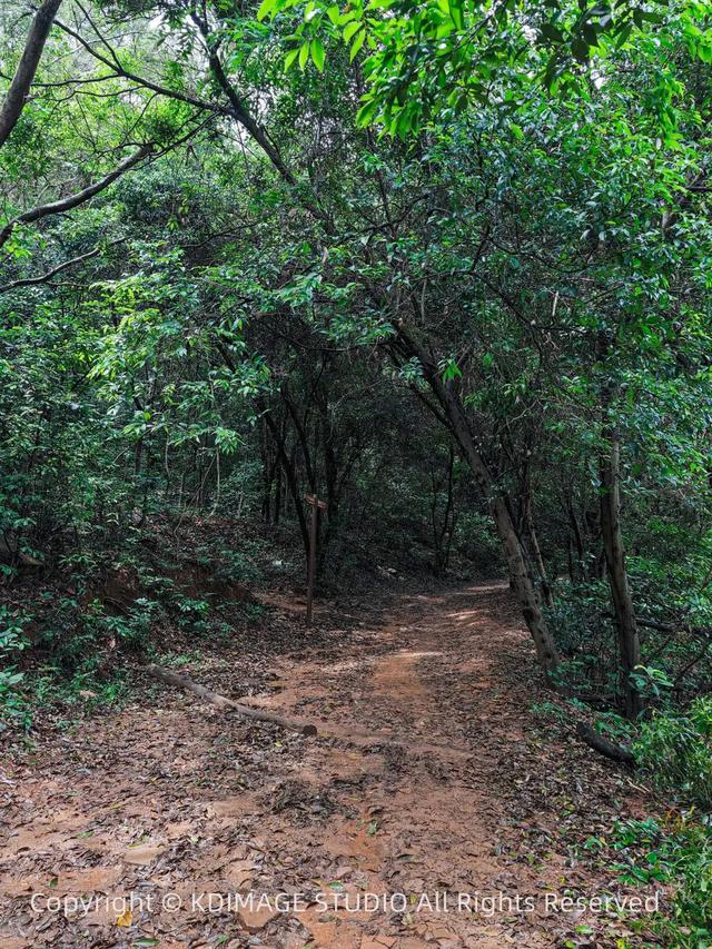深圳徒步!超适合新手小白的3条郊野径路线,地铁公交直达还免费