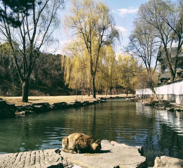 大量巴西游客涌入承德，打着观光旗号不逛避暑不尝烧卖，为啥来？