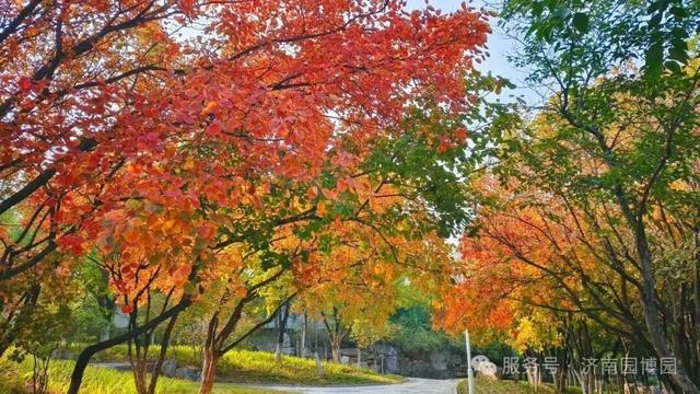 藏不住了！济南这里一入秋就美成了“人间仙境”！