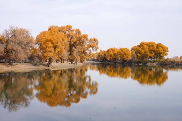 新疆沙雅｜自驾139胡杨秘境公路，一路驶进金色童话世界