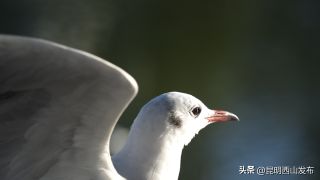 鸥了鸥了，红嘴鸥大部队即将抵达！这些小众“鸥”遇点千万别错过