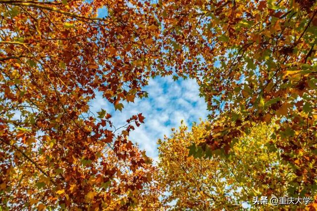 重大限定皮肤上新,超出片!🤳