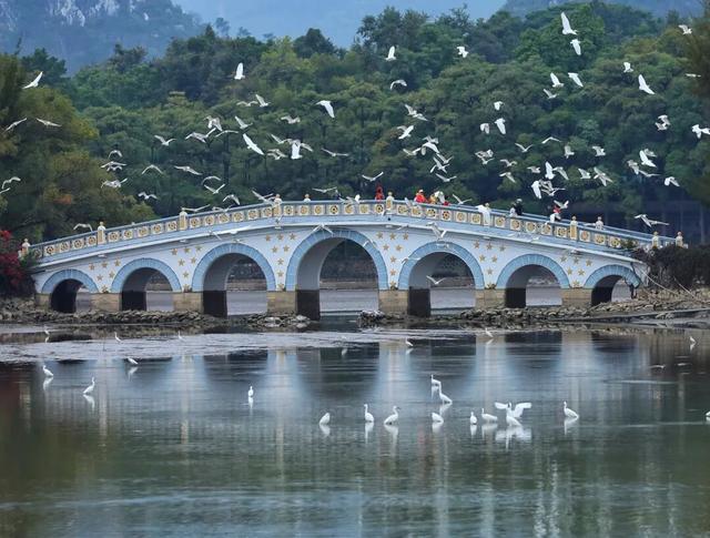 万鸟归巢的胜景，在肇庆也能看到！