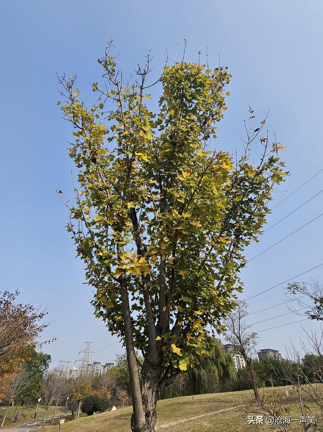 我与初冬有个约会，金黄的，绿黄的，红色的，湛蓝的，拥抱自然吧