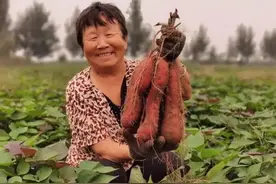 红薯为什么不能当主食？曾拯救中国饥荒，现在“地位”不如土豆？图片