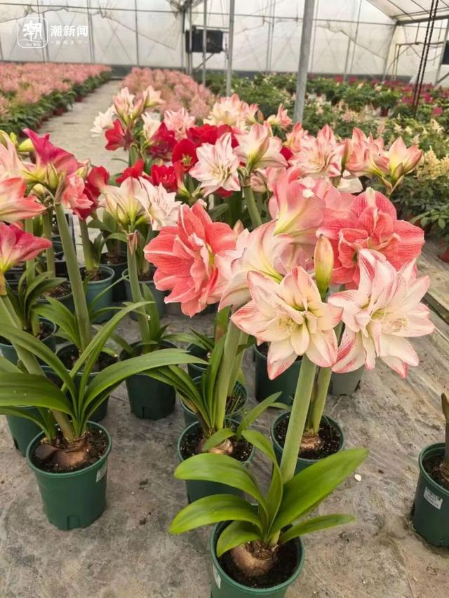 价格雪崩！近300元跌至35元，曾经的网红“卖不动了”