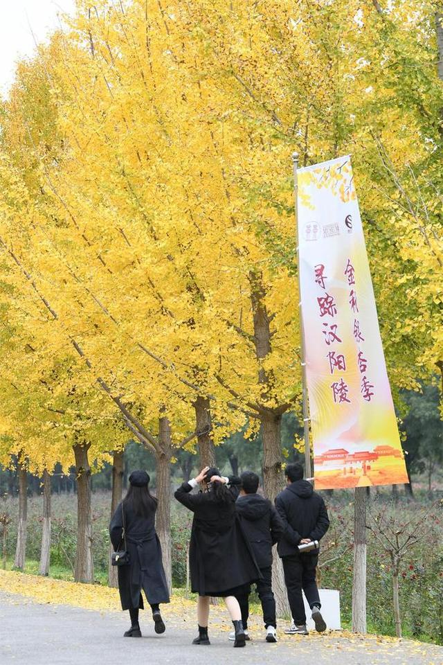 西安汉阳陵银杏林迎来了一年中最绚烂的时刻