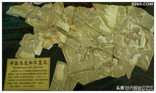山东行游影记（36）—平邑天宇自然博物馆（十一）