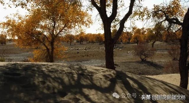 【塔里木河的记忆】塔里木河,再次唱出生命的歌(上)