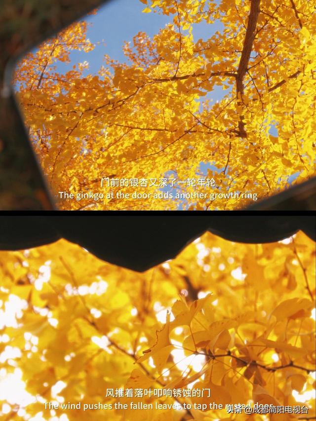 【图说·简阳】银杏浪漫成诗！邂逅限定款“金色之城”